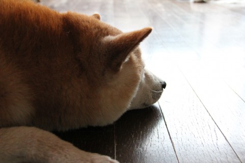 暑さ対策 ペット