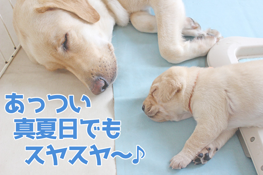 室内犬の暑さ対策に ペット用ひんや り冷たいクールシート ベッド