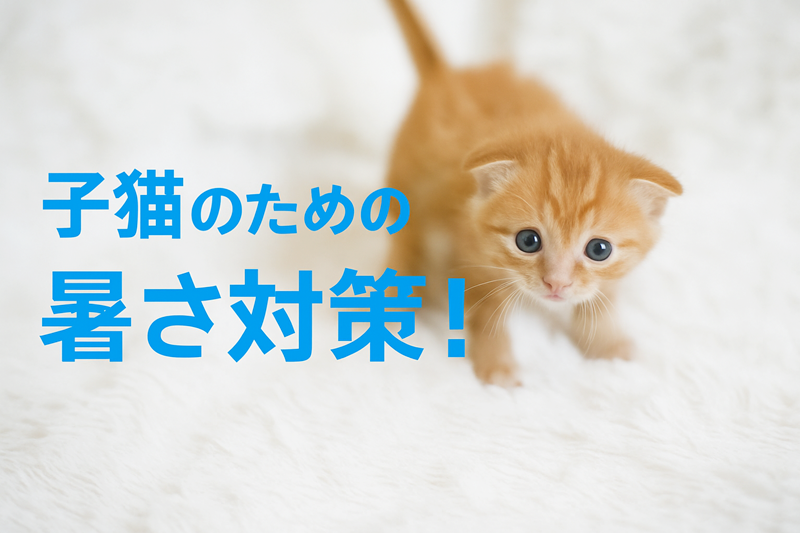 子猫のための暑さ対策　