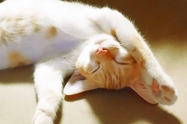 子猫のための暑さ対策　昼寝