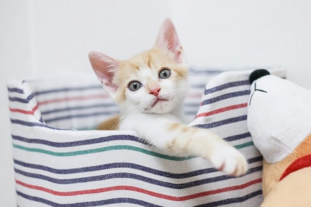 子猫のための暑さ対策　　暑い