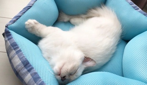 子猫のための暑さ対策　　冷却マット