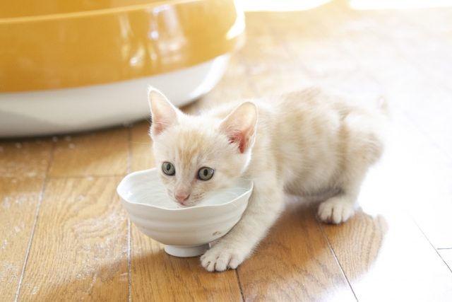 子猫のための暑さ対策　　ごはん