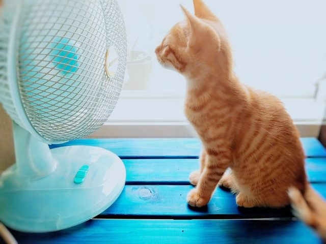 子猫のための暑さ対策　せんぷうき