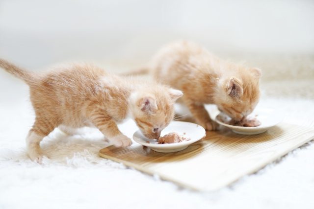 子猫のための暑さ対策　　柔らかいごはん