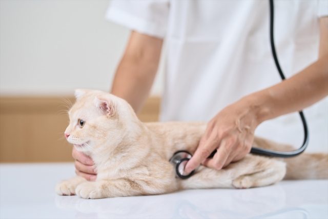 子猫のための暑さ対策　　動物病院　検診