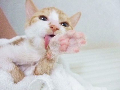 子猫のための暑さ対策　タオルで拭く